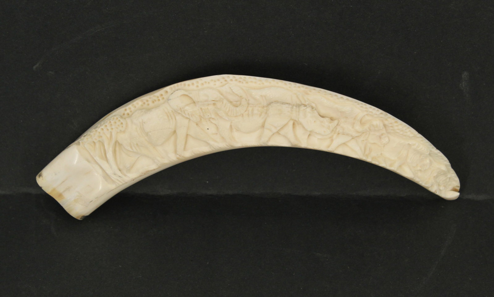 Scrimshaw Engraved Warthog Tusk: Scrimshaw Engraved Warthog Tusk. Smoothed down on one side with a detailed image of trees, an elephant, a rhinoceros, a water buffalo, and a lion adorning it. Size: 4 x 