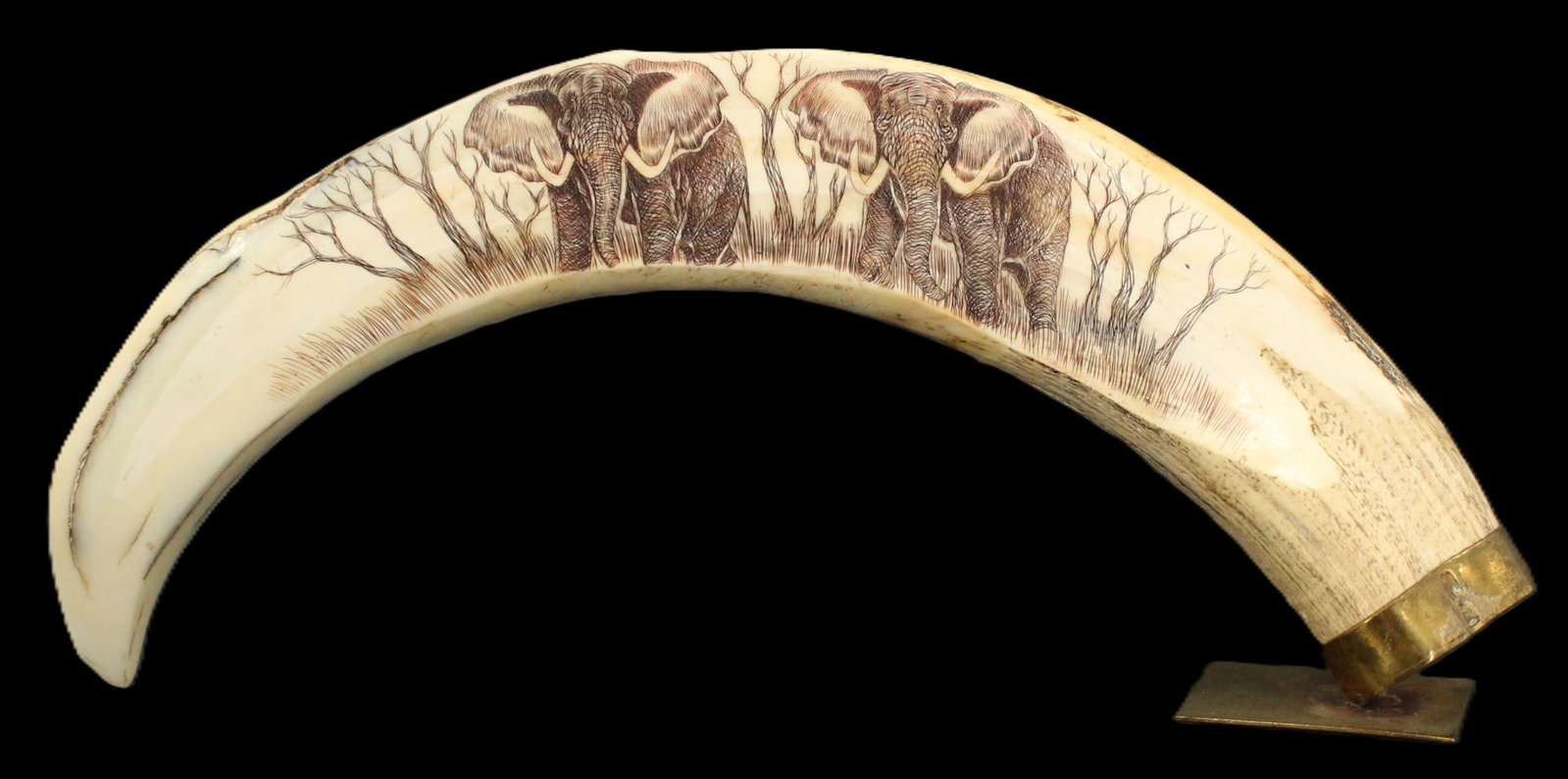 African Scrimshaw Engraved Warthog Tusk From Late 1990s with Brass Base: African Scrimshaw Engraved Warthog Tusk From Late 1990s with Brass Base. Smoothed down on one side with a detailed image of two elephants in tall grass and bare trees adorning it. Large end cover