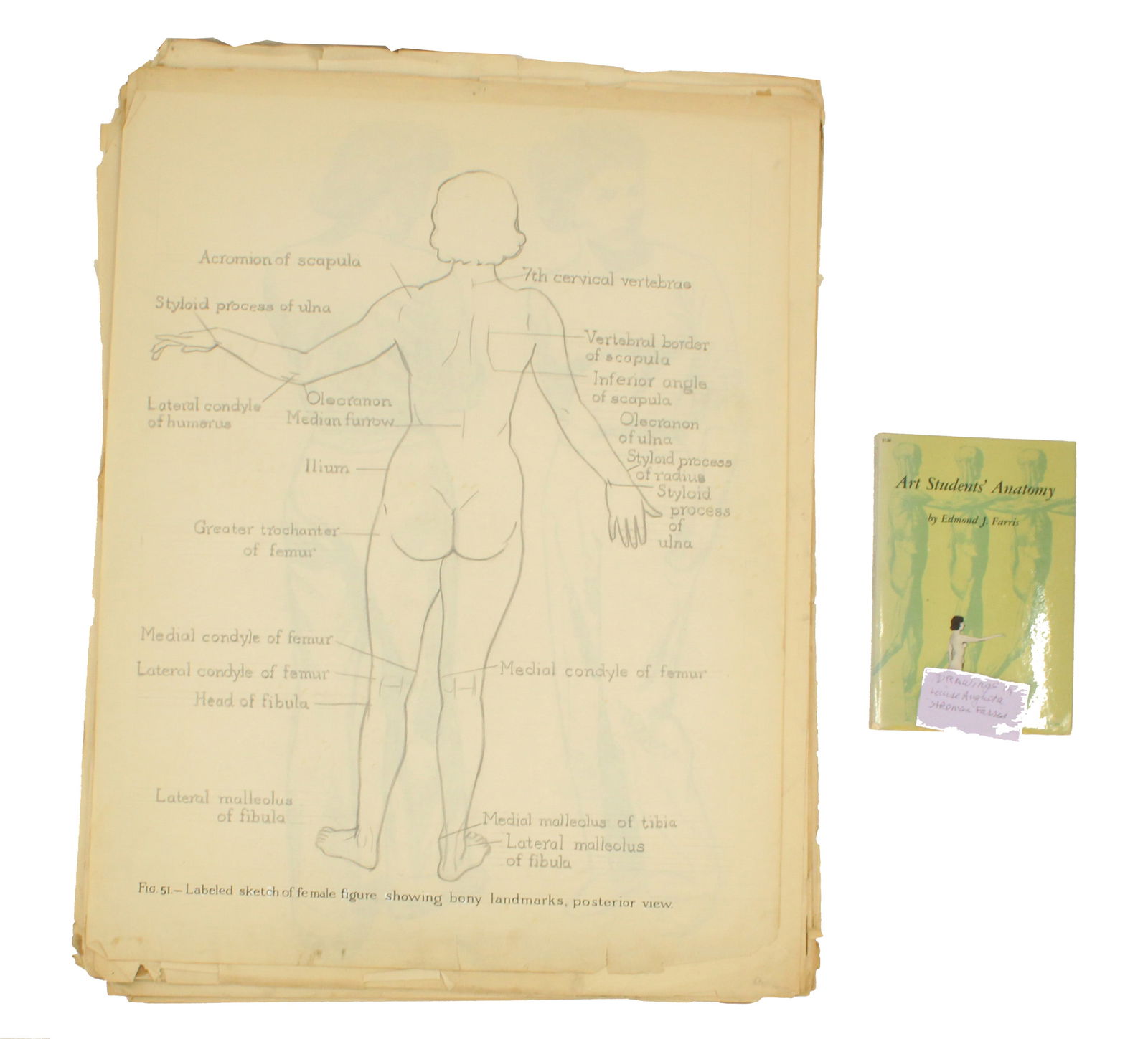 (2) Books and Manuscripts of Anatomical Drawings and Sketches (1 of 20)