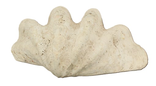 Giant Clamshell Tridacna Giga
