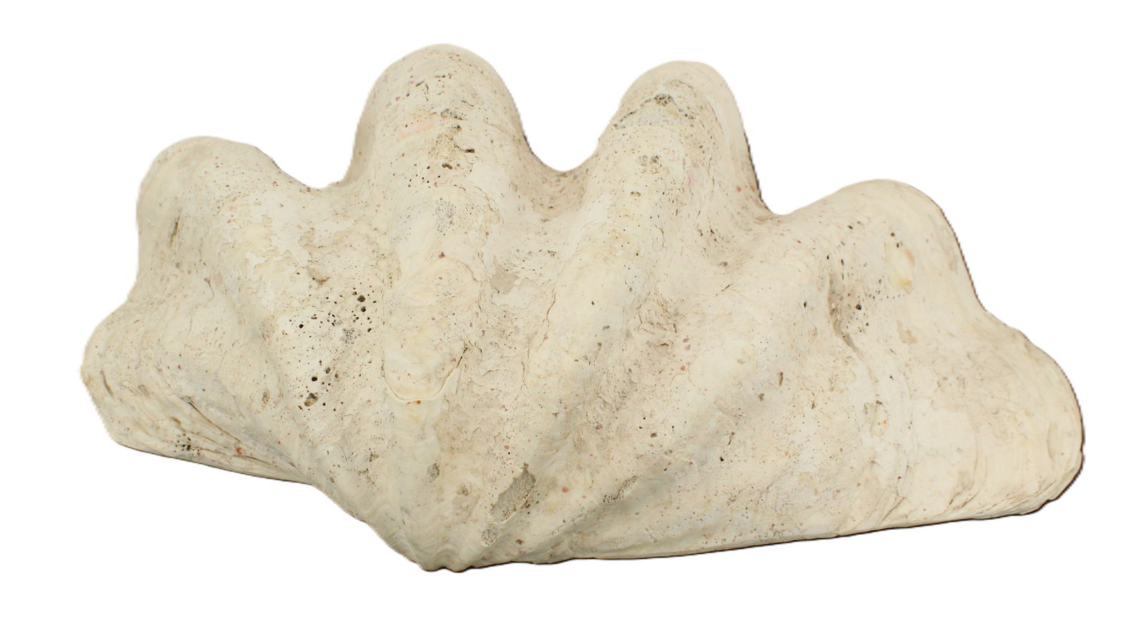 Giant Clamshell Tridacna Giga (1 of 12)