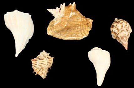 Collection of 5 Shells
