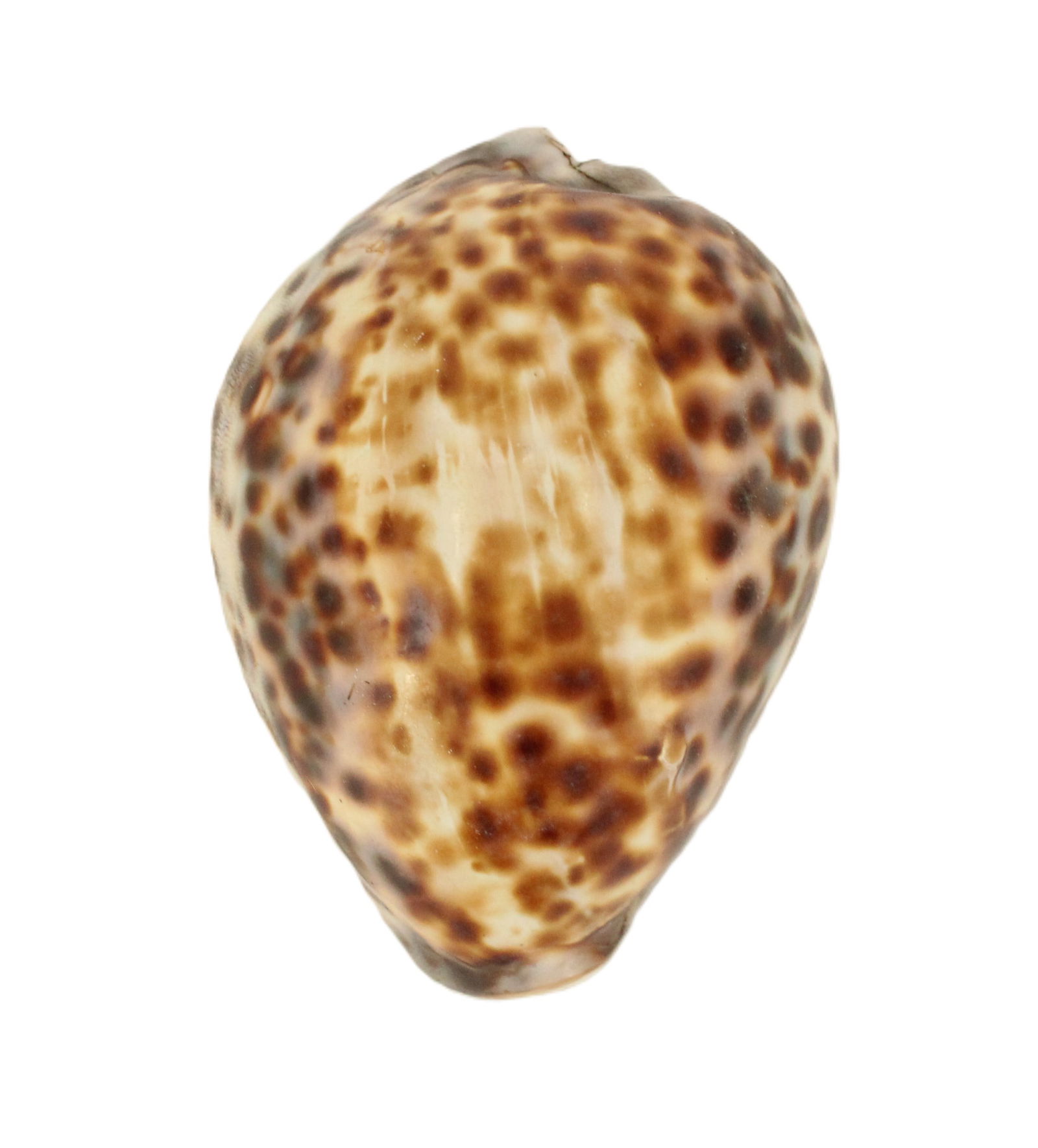 18th/19th Century English Silver and Cowrie Shell Snuff Box (1 of 13)