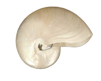 Large Nautilus Shell