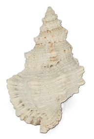 7" Sea Shell Tutufa Rubeta Conch Shell