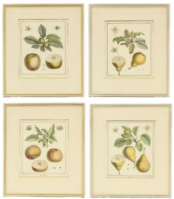 Claude Aubriet (1651-1747) Set of 4 18th Century Botanical Hand Colored Engravings