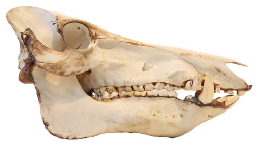 Preserved Bone Boar Skull