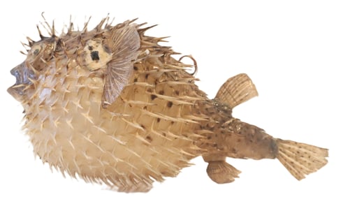 Dried Porcupine Puffer Fish Tetraodontidae