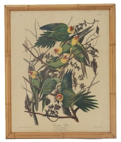 After John James Audubon, Carolina Parrot Print on Board