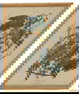 After John James Audubon, Carolina Parrot Print on Board: After John James Audubon, Carolina Parrot Print on Board. From John James Audubon's renowned "Birds of America" series. No. 6 in upper left corner. Plate XXVI in upper right corner