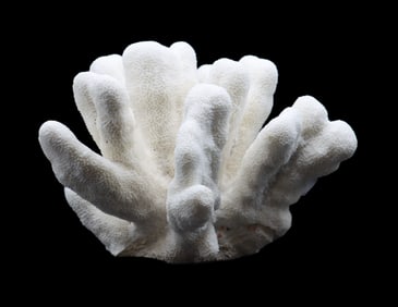 Large Cat's Paw Coral Specimen