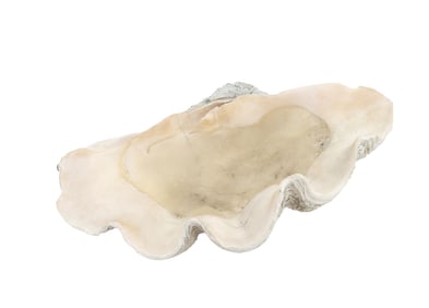 Tridacna Gigas Shell