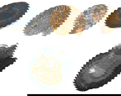 (4) Geological Specimens: (4) Geological Specimens.&nbsp; Polished agate slice. Two ammonite fossils showcasing its classic spiral shape. Polished geode slice.&nbsp; Largest Size:&nbsp;5 1/2 x 5 x 1/4 in.&nbsp;