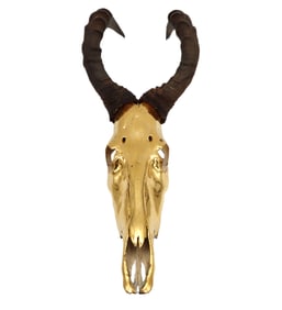 Hartebeest Antelope Gold Gilded Skull
