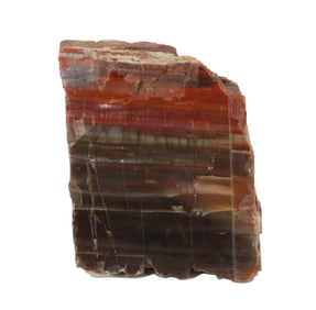 Agatized Petrified Wood