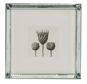After Karl Blossfeldt (1865-1932) German, Botanical Artichokes Graphite on Paper