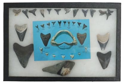 Sharks Teeth Collection with Postcard in Thin Glass-Top Box