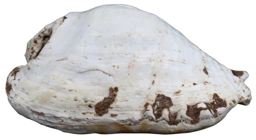 Large Old Weathered Conch Shell