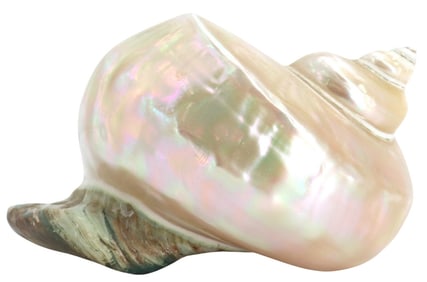 Mother of Pearl Seashell