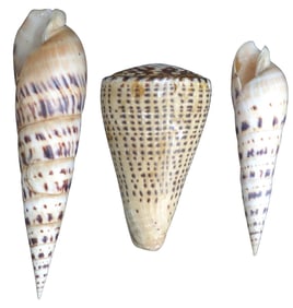Three Seashells