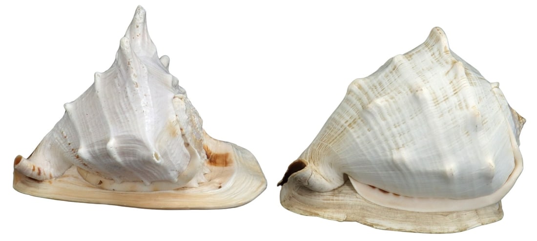 Two Large Queen Horned Helmet Conch Shells (1 of 17)