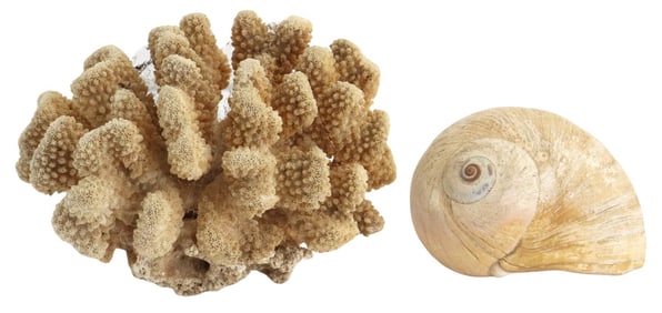 Cauliflower Coral and Moon Snail Shell