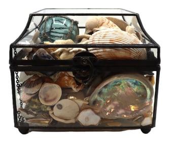 Collection of Seashells in Glass Display Case