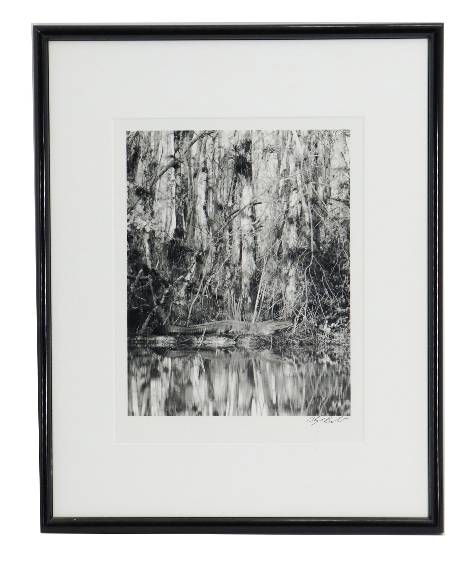 Clyde Butcher (Born 1942) American, Signed Special Edition Original Photograph: Clyde Butcher (Born 1942) American, Signed Special Edition Original Photograph. Vertical landscape image depicts an alligator resting beside a river in the deep Everglades. Signed in pen bottom right.