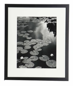 Vincent Mariano (Born 1958) Black and White Toned Silver Gelatin Photo "Lily Pads"