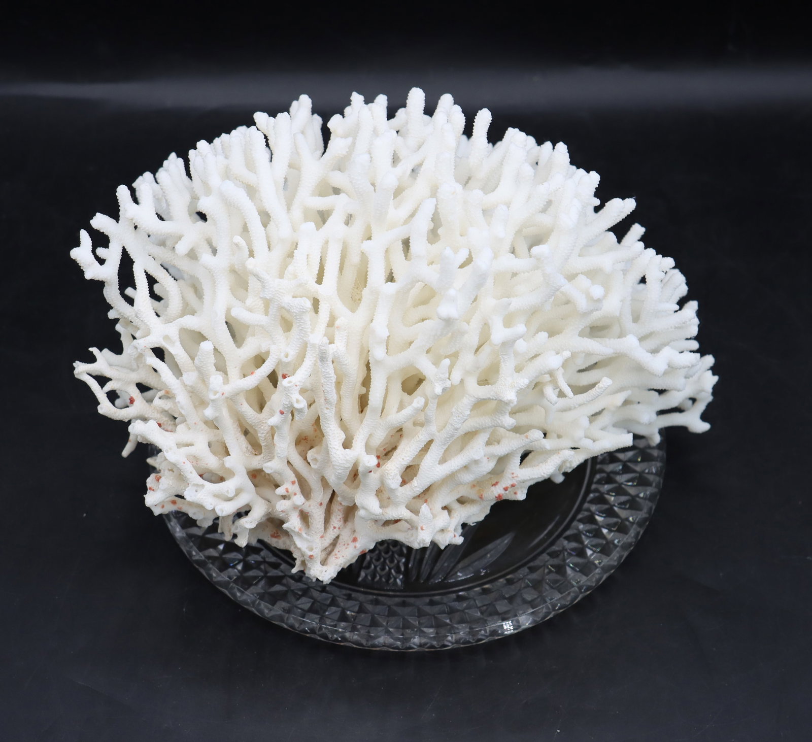 Bird's Nest Coral Specimen with Cut Glass Plate (1 of 14)