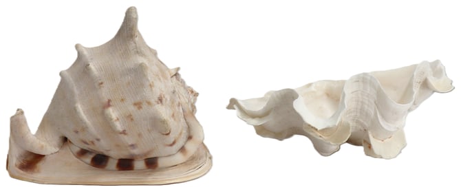 Cassis Cornuta Helmet Shell and Half Tridacna Clam Shell