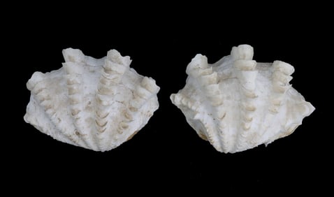 Pair of Strawberry Clam Shells