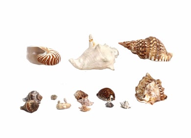 (16) Collection of Various Sea Shells