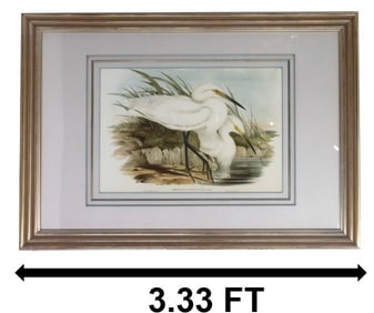 John Gould (1804-1881) American, Lithograph "Spotless Egrets"