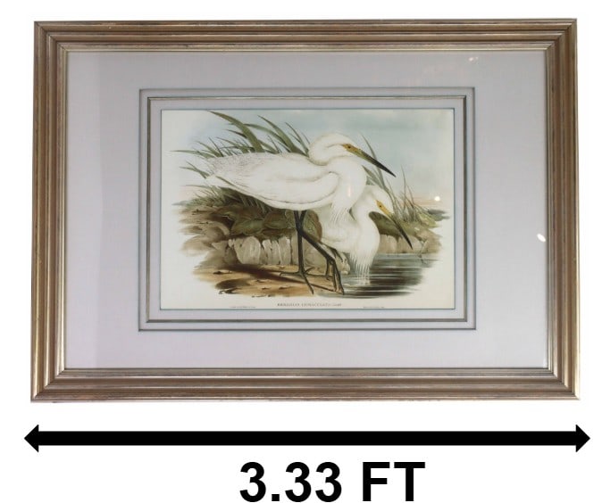 John Gould (1804-1881) American, Lithograph "Spotless Egrets" (1 of 12)