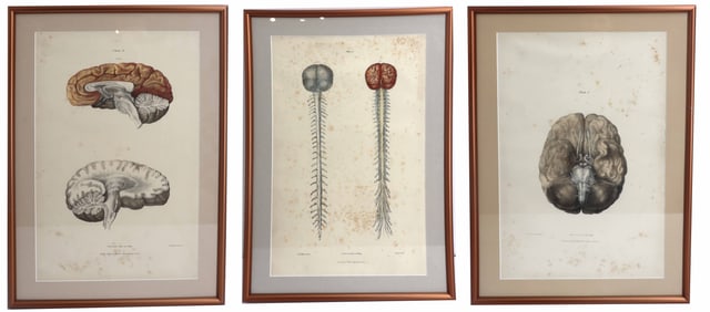 Jonas Quian (1796-1865) Irish, Three Antique Neural Anatomical Prints from A Series of Anatomical