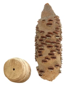 Australian Banksia Pod on Wooden Stand