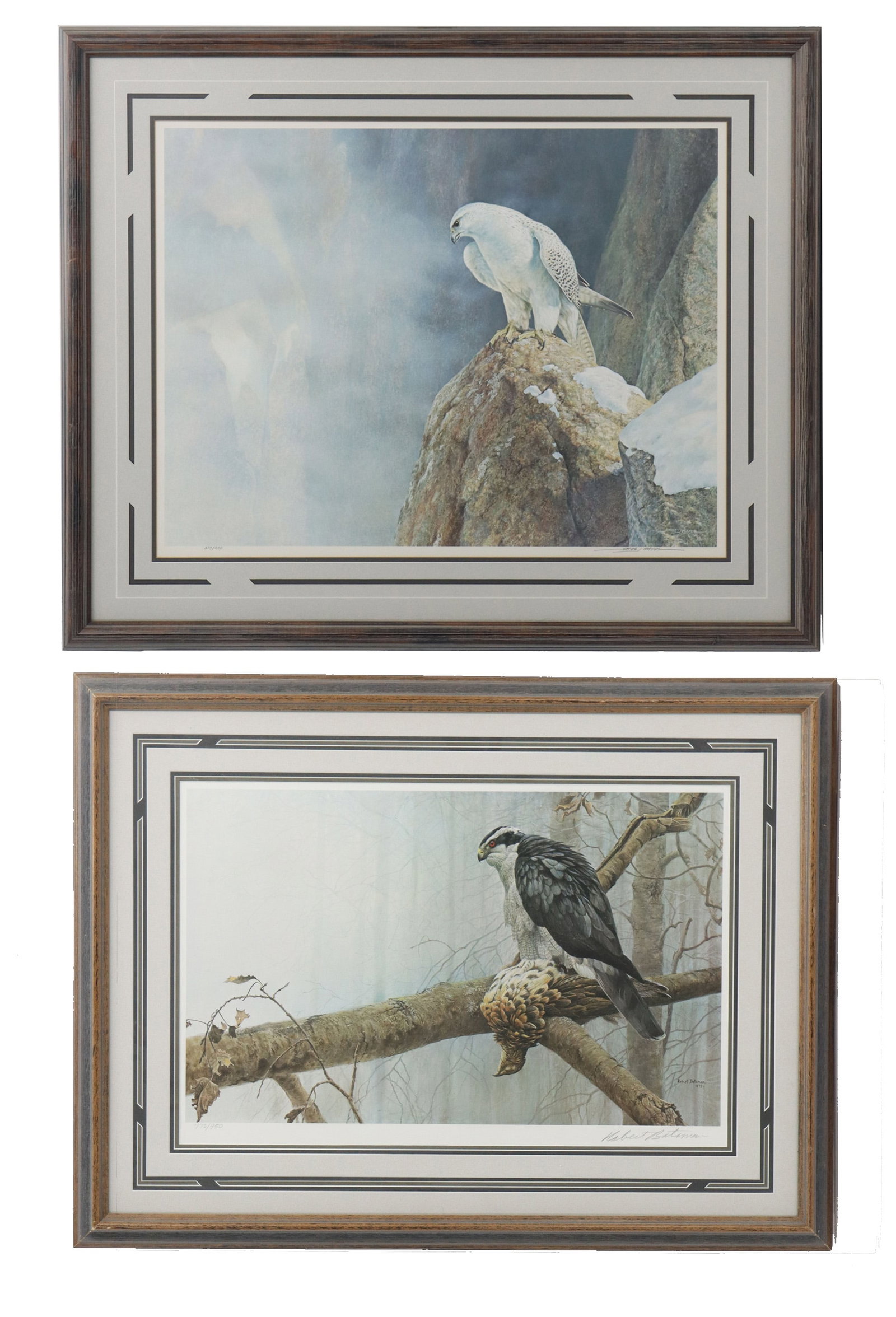 Robert Bateman (Born 1930) Canadian & Jorge Mayol (Born 1948) Argentinian, Bird Prints: Robert Bateman (Born 1930) Canadian & Jorge Mayol (Born 1948) Argentinian, Bird Prints. Both are stunningly realistic depictions of predator birds looking left. The Bateman piece is titled "G