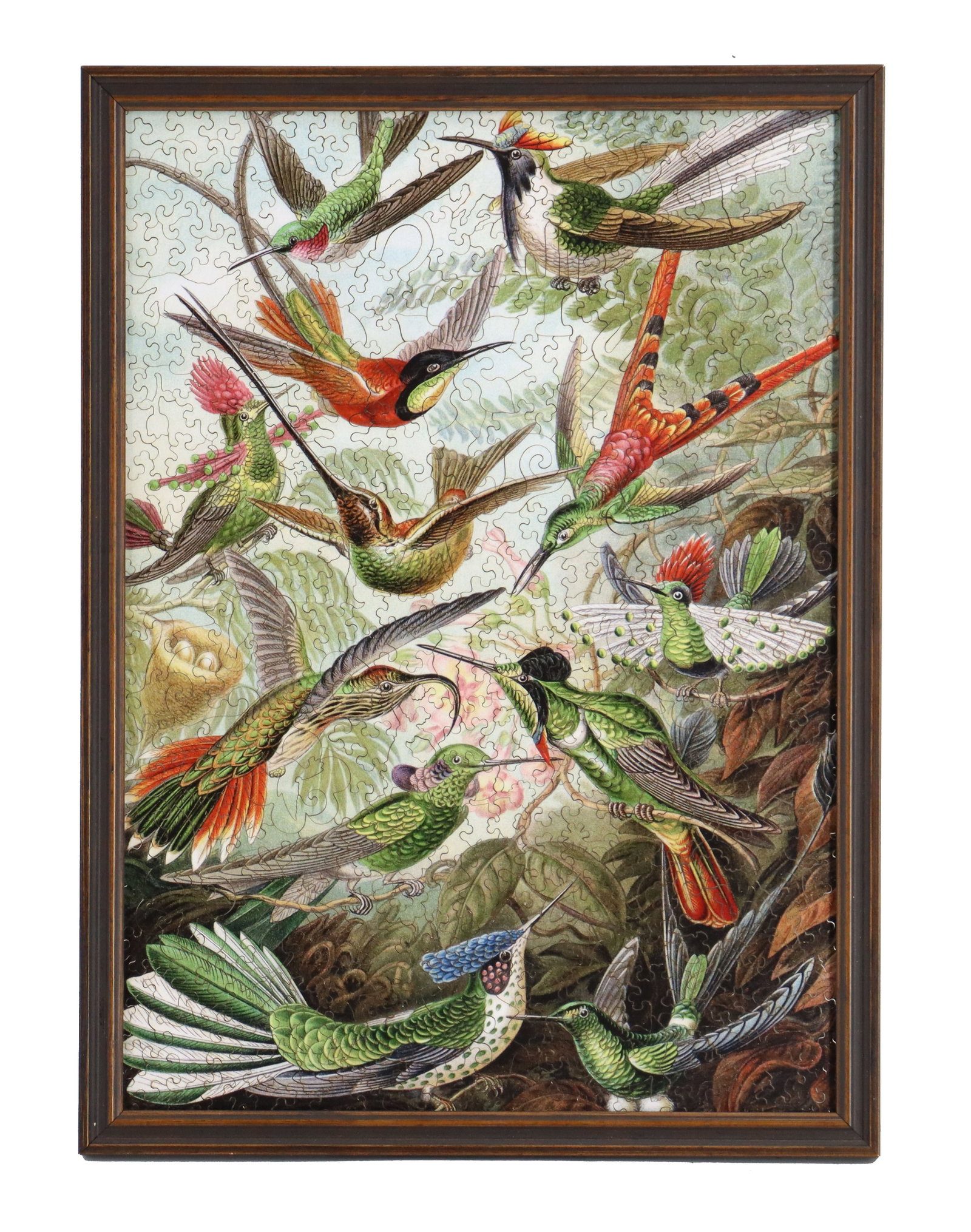 Ernst Haeckel (1834-1919) German, Constructed Puzzle of Hummingbirds (1 of 8)
