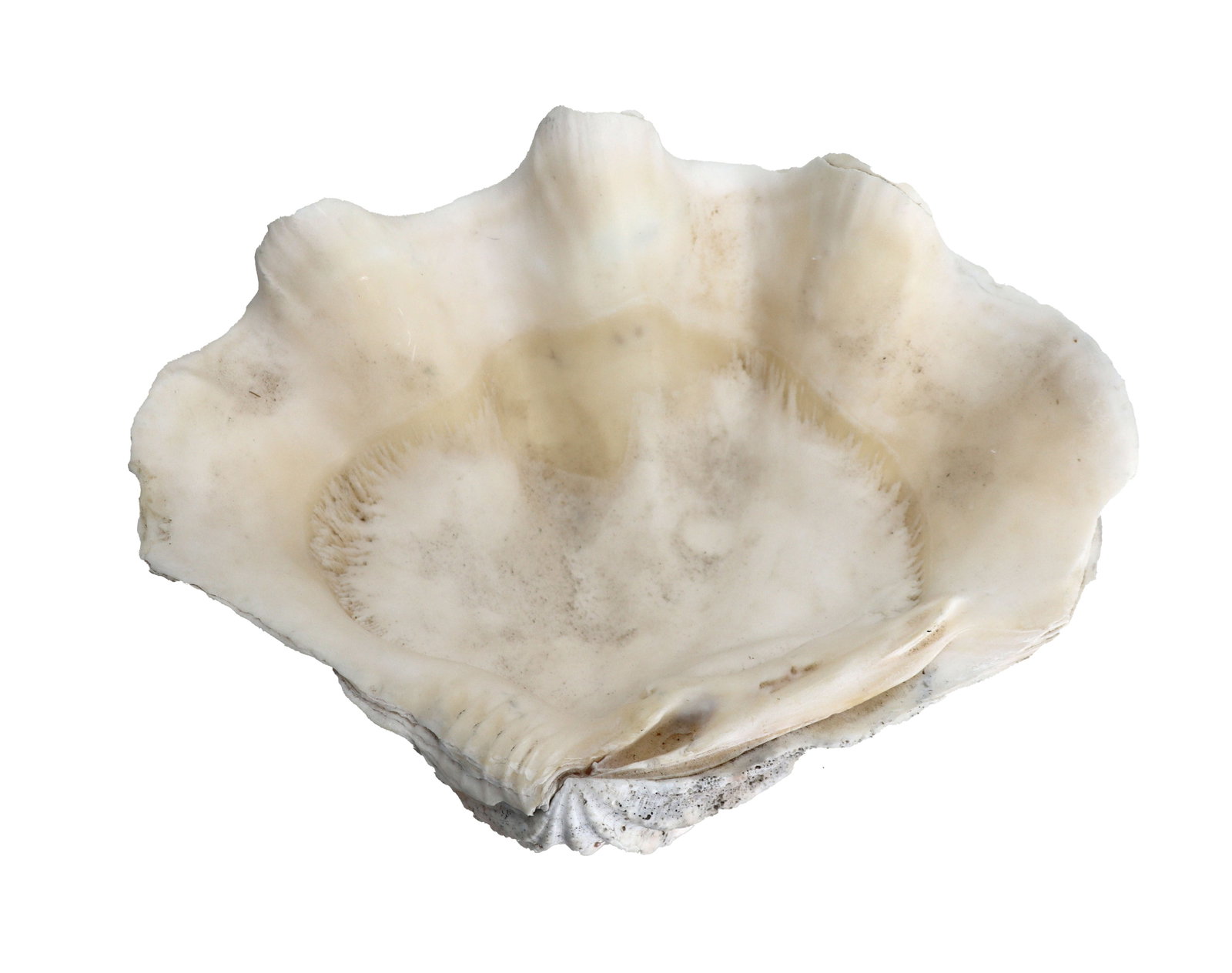 Highly Ruffled Tridacna Gigas Giant Half Clamshell Specimen (1 of 10)