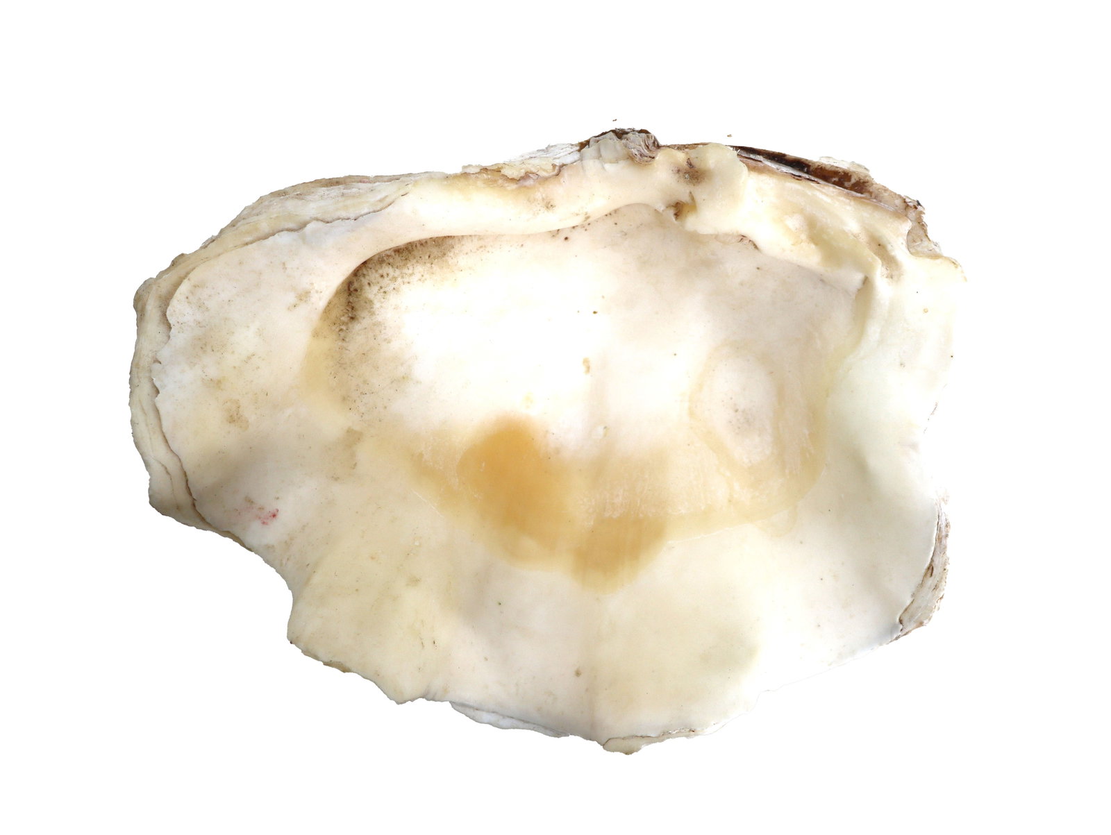 Large Tridacna Gigas Giant Clam Half-Shell (1 of 11)