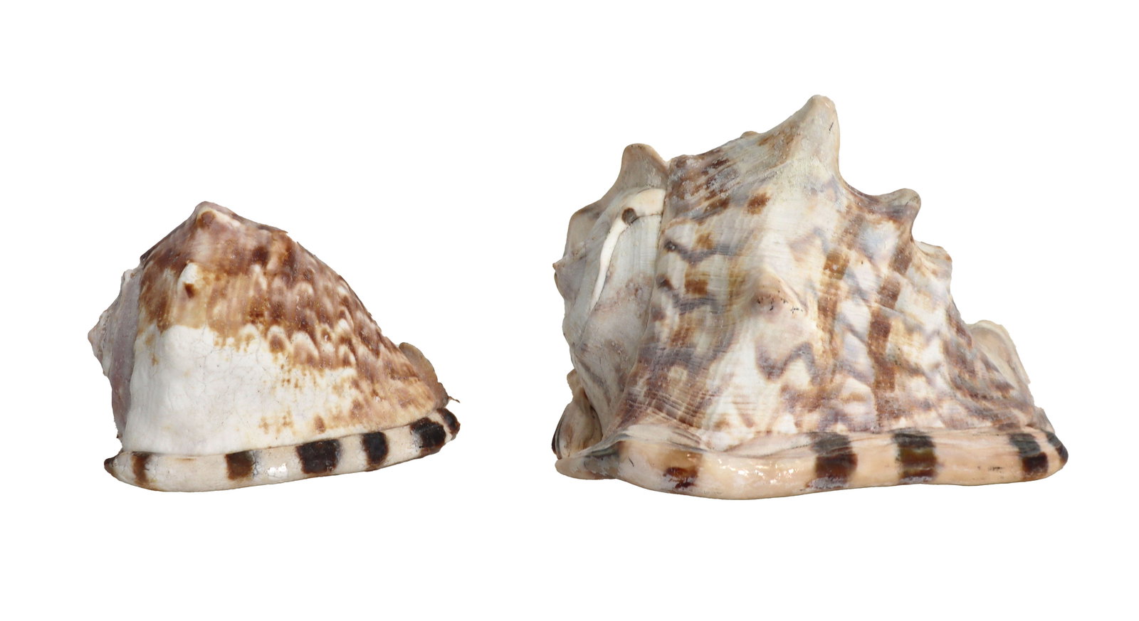 (2) Cassidae Helmet Sea Shells (1 of 13)