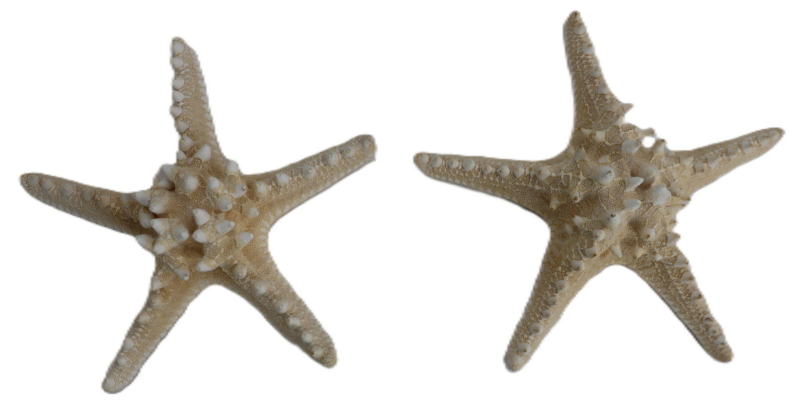 (2) Indo-Pacific White Knobby Starfish Sea Stars (1 of 11)