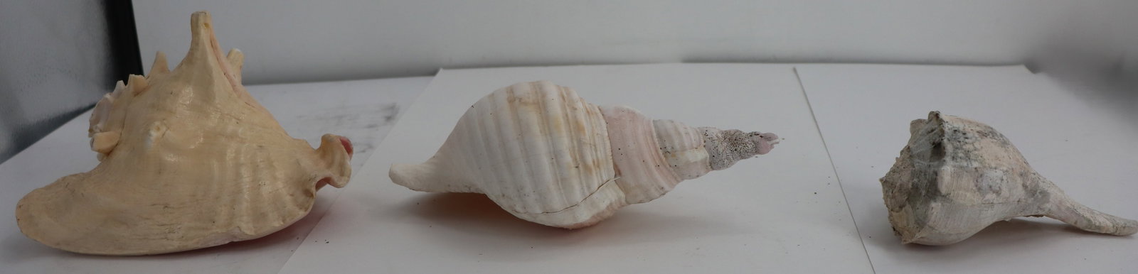(5) Different Seashell Specimens - 4