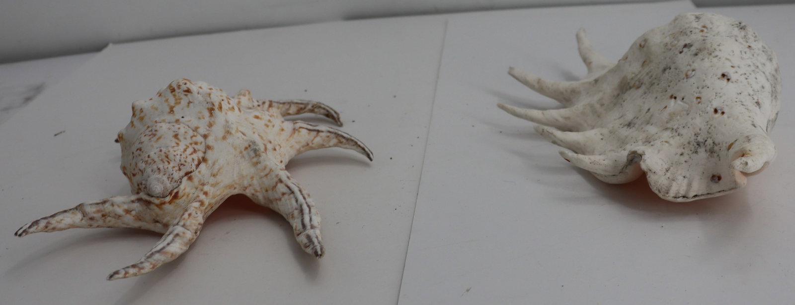 (5) Different Seashell Specimens - 7