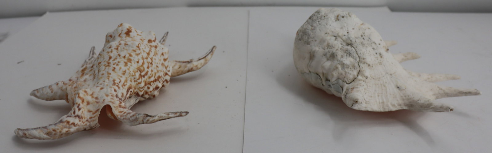 (5) Different Seashell Specimens - 9