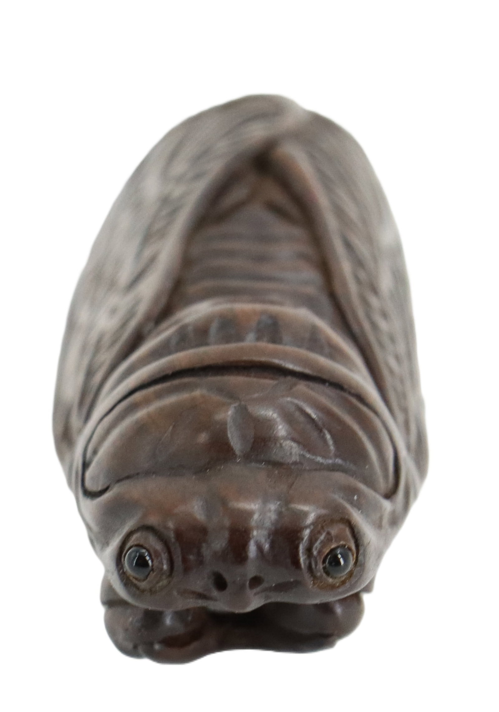 A Wood Netsuke of a Cicada: A Wood Netsuke of a Cicada. Size: 1 1/2 x 7/8 x 3/4 in.