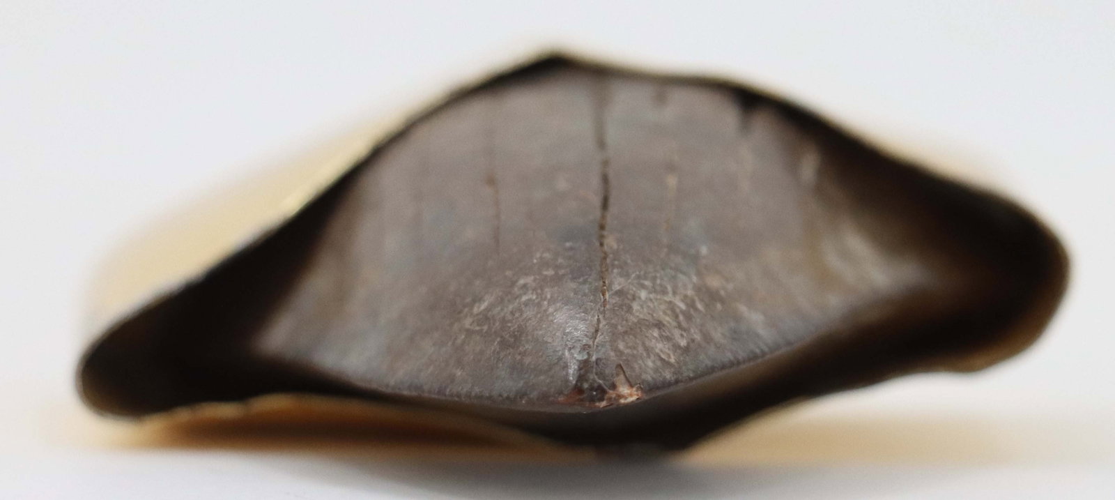 Fossilized Shark Tooth Pendant - 3