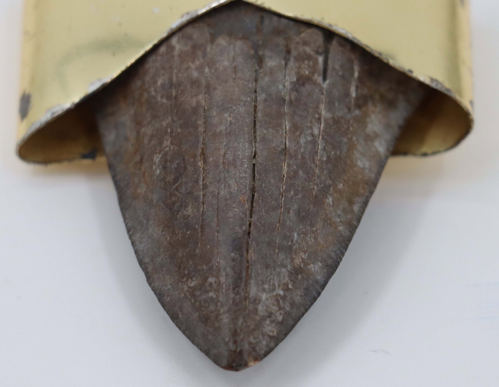 Fossilized Shark Tooth Pendant - 8