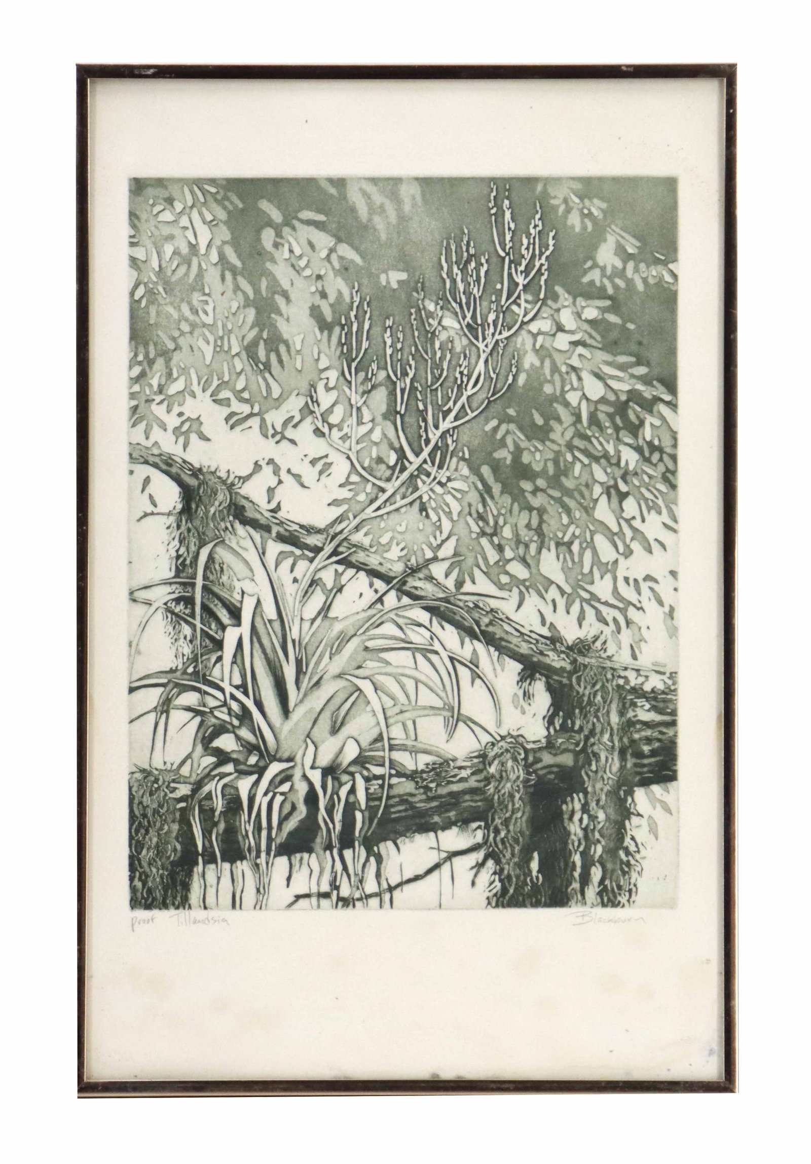 Jean Blackburn (21st Century) American, Artist's Proof Etching Print "Tillandsia": Jean Blackburn (21st Century) American, Artist's Proof Etching Print "Tillandsia". Monochromatic etching depicting a detailed air plant perched on a mossy branch, using delicate tonal gr